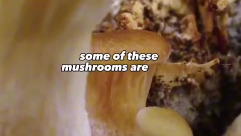 Miracles of Mycelium