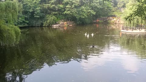 There are a few geese swimming in the pool