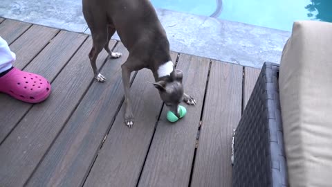 Girl does a easter egg hunt with her dogs!