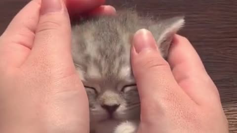 #The_Loveliest_Animals baby cat, cute baby cat, kitten , cute kitten, kitten sleeping,