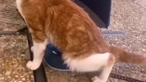 Viral Cat Videos Mix #20 🐈😻