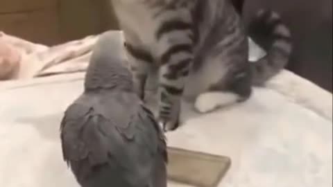 Funny Cats 2021 😂😹Cat vs Parrot ➤😂😹Do not laugh➤➤Is it funny_ ➤➤➤Why are they together