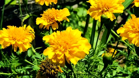 Tagetes Erecta