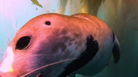 California Harbor Seals Have Unique Patterns Like A Fingerprint