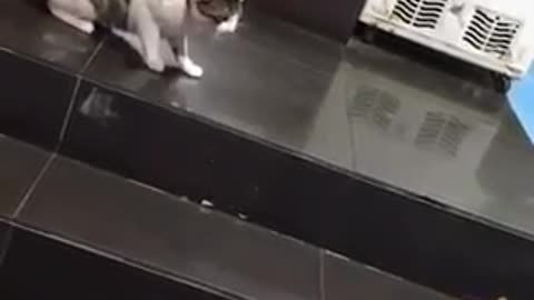 Este golden evita una pelea de gatos