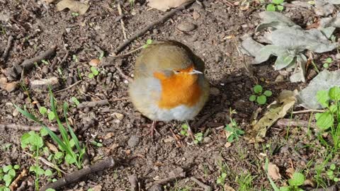 beautiful little bird in the garden