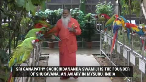 The grand aviary in Mysuru, Karnataka, India by Ganapati sachhidananda swamiji...