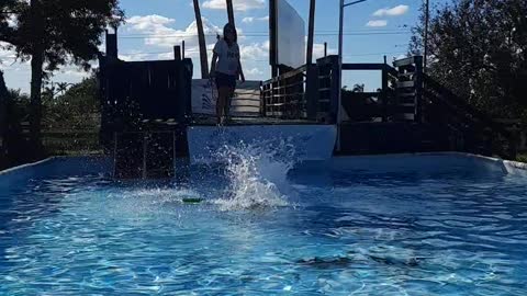 Beckett First time Dock Diving.