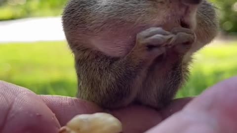 Fill the cheeks Squishy, fill the cheeks #fyp #animals #nature #cuteanimals #squishy #chipmunk