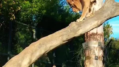 Big male Lion climbs down and back up to lookout