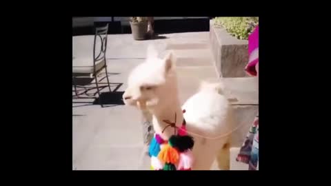 cute alpaca