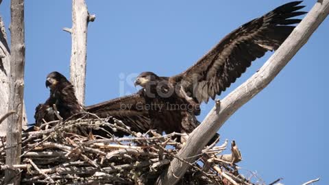 a pair of immature eagles practice flying from their nest near Quake lake, Montana