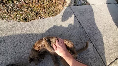 Gray Ghost LOVES His Belly Rubbed!!