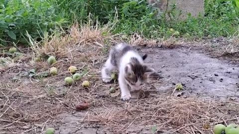 Cute Kitten Playing with Mouse 😂 Little Kitten is climbing a tree