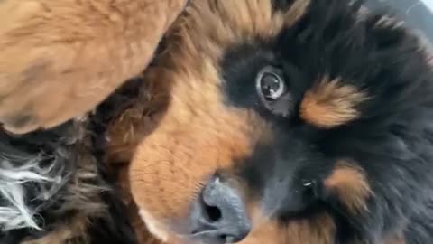 Russian Toy Terrier Bothers Tibetan Mastiff