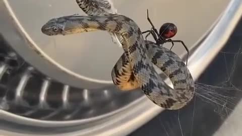 The Red Black Spider is catching a snake