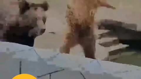 Bears having Fun.