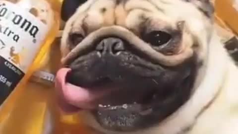 drunk cute dog