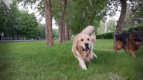 Watch German Shepherd VS Golden retriever fighting! Who win..!?