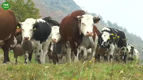 Modern American Beef processing factory