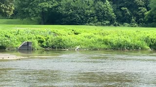 White Egret family