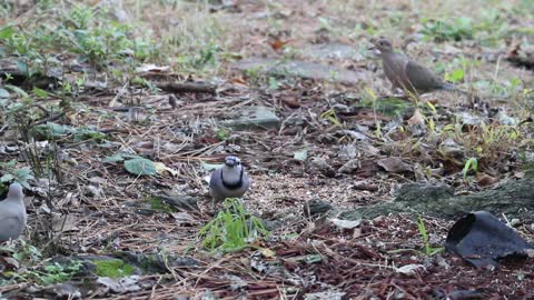 Birds That Feed on the Ground