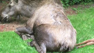 Moose Family Fast Asleep in Backyard