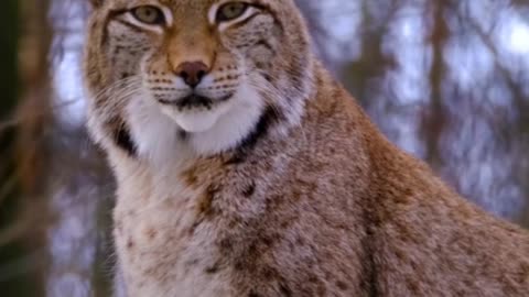 Lynxes