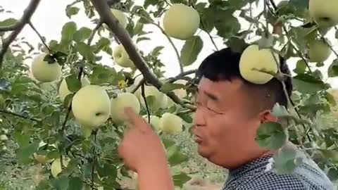 Farm Fresh Ninja Fruit Cutting Desi Satisfying Fruit Ninja Fruit Ideas | Amazing Fruits Video