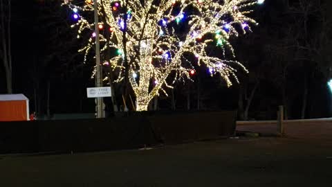 Lighted tree in town