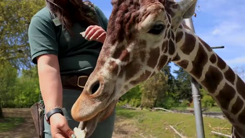 Zoo To You - Giraffe