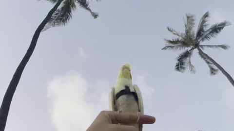 Sunset with a parrot