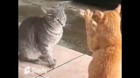 Funny cat video #tatyavinchu #zapatlela