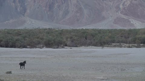 Hunder Sand Dunes Nubra Valley Bactrian Camels Ride Ladakh India