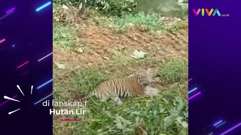 like a forest hero, tigers prevent tree cutting