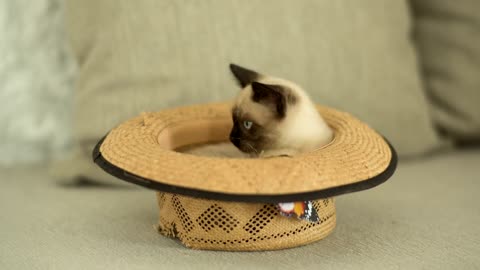 AWE! Cute Cat Hidding in a Hat