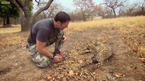 Cheetahs Play Football | Deadly 60 Series 3 | BBC Earth