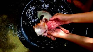 Washing Chihuahua dog