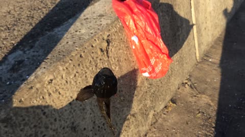 Perch Fishing in Latvia