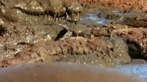 This crocodile trains her little one to be a strong predator