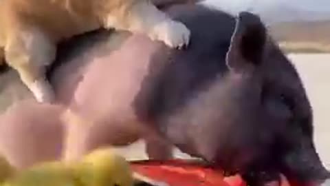 Funny dog and pig friendship 😍