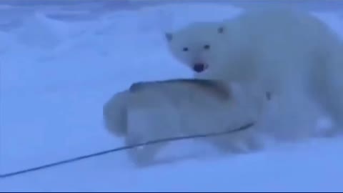 Polar bear fighting with 🐕