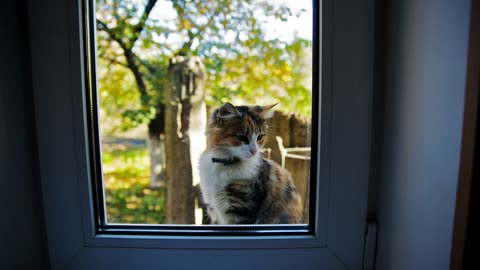 Cat outside the window