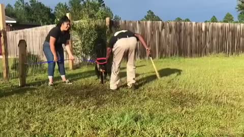 Dog Training- How To Teach Your Labrador Dog NAMASTE / SALUTE / SIT PRETTY (hindi)