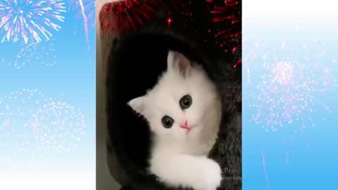 Very funny cat short video.