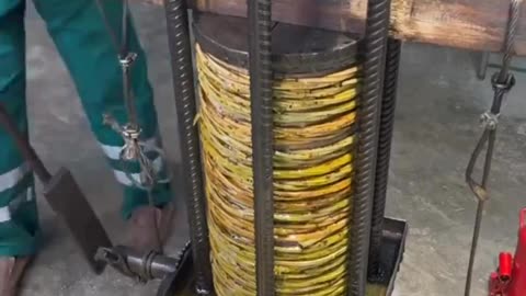 Liquid gold~ How sunflower oil is extracted using a press