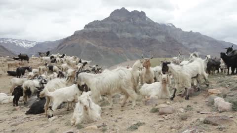 Mountain goats, Spiti Valley, Himachal Pradesh, India