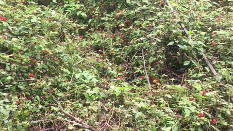 Plenty of raspberries found in bamboo forest