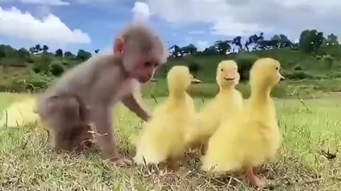 Baby Monkey Hangs out with Ducklings