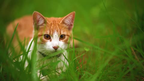 A closer look at the white cat lying on the grass